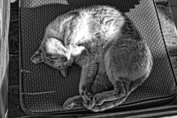 日中は暖かい日差しの中で椅子で寝ている美しい白い猫 — ストック写真