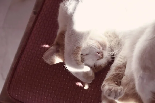 Όμορφη Λευκή Κόκκινη Γάτα Κοιμάται Μια Καρέκλα Στη Ζεστή Λιακάδα — Φωτογραφία Αρχείου