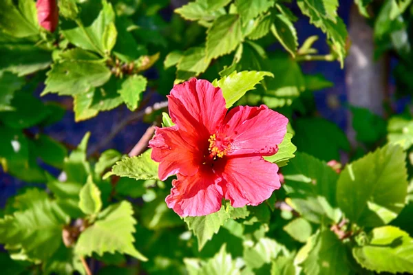 自然の生息地の緑の葉の間で庭に咲く美しいハイビスカスの花 — ストック写真