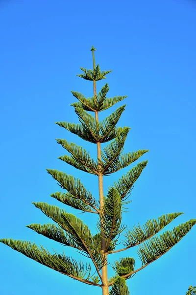 Mooie Groene Tropische Exotische Araucaria Boom Blauwe Lucht Achtergrond — Stockfoto