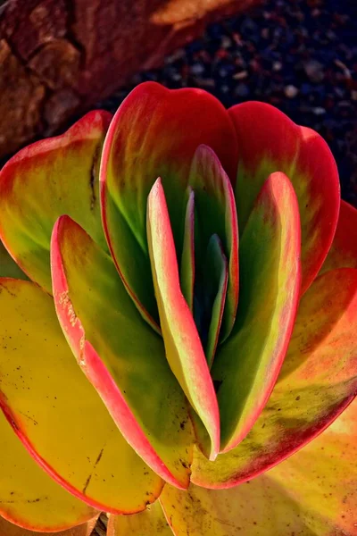 Mooie Interessante Originele Natuurlijke Achtergrond Met Groen Rode Bladeren Close — Stockfoto