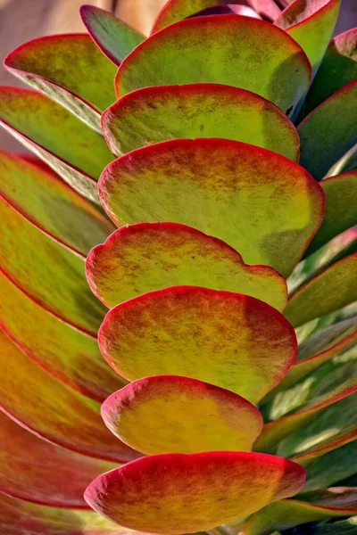 Mooie Interessante Originele Natuurlijke Achtergrond Met Groen Rode Bladeren Close — Stockfoto