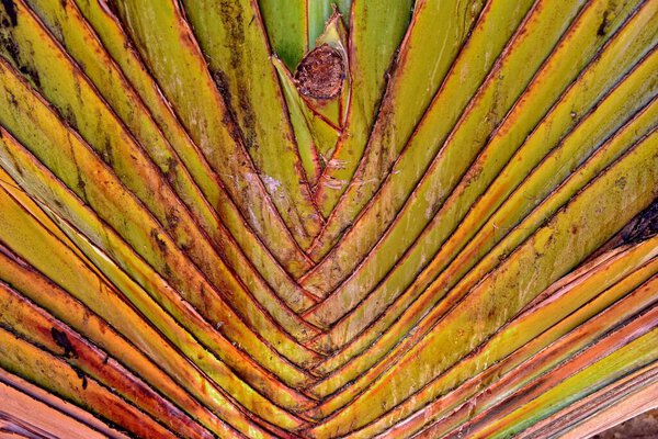beautiful interesting original exotic background of green palm leaf in close-up