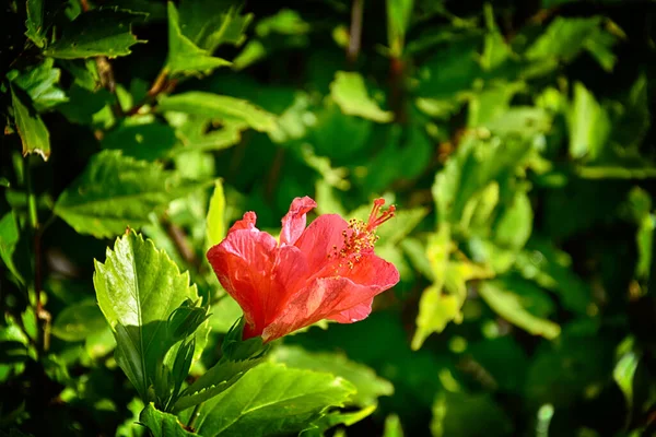 Beautiful Blooming Hibiscus Flower Growing Garden Green Leaves Natural Habitat — Stock Photo, Image