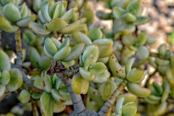 Mooie Interessante Originele Natuurlijke Achtergrond Met Groene Bladeren Van Crassula — Stockfoto