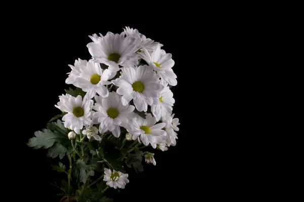 Schöne Weiße Zarte Dekorative Blume Chrysantheme Auf Einem Schwarzen Glatten lizenzfreie Stockbilder