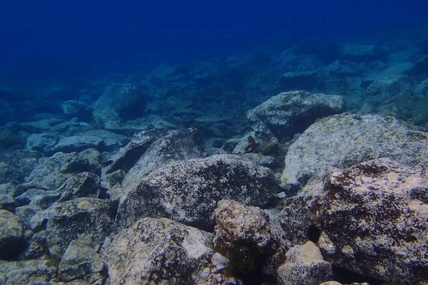在加那利群岛旁边的大西洋潜水的漂亮水下照片 图库图片