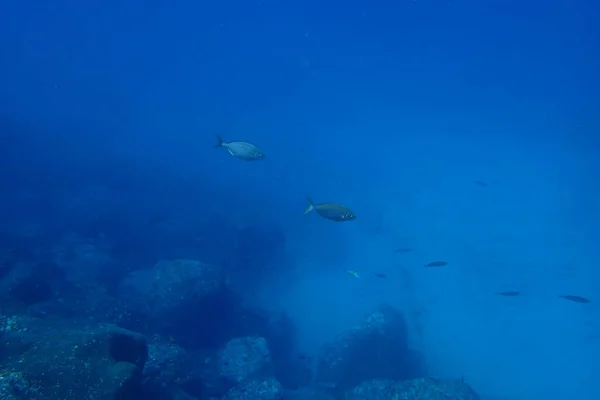 Belas Fotos Subaquáticas Mergulho Oceano Atlântico Lado Das Ilhas Canárias Imagens De Bancos De Imagens Sem Royalties