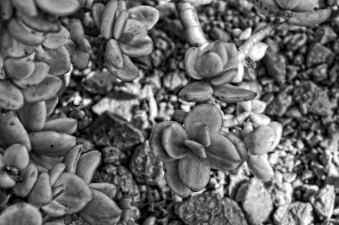 Güzel, ilginç, orijinal doğal arka plan. Yakın planda yeşil kabuk yaprakları var.