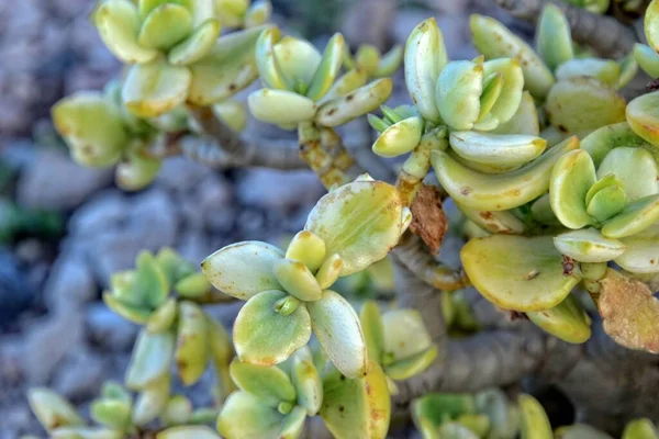 Hermoso Interesante Fondo Natural Original Con Hojas Verdes Crassula Primer — Foto de Stock