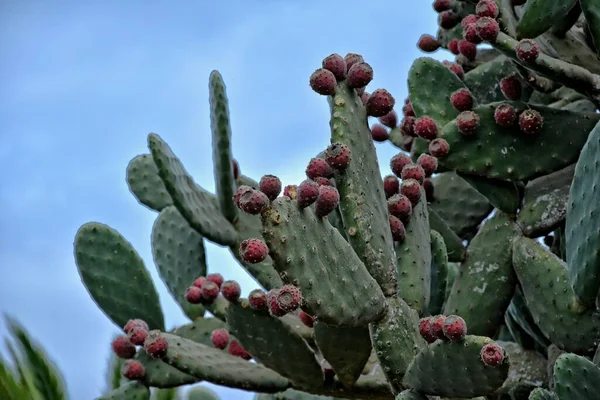 Beautiful Original Prickly Prickly Pear Cactus Growing Natural Habitat — Stock Photo, Image