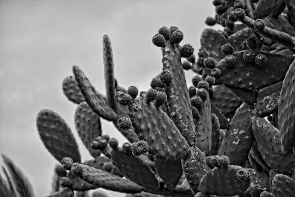 Gyönyörű Eredeti Tüskés Szúrós Körtés Kaktuszok Természetes Élőhelyen — Stock Fotó