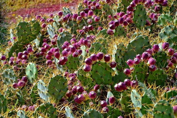 Όμορφος Αρχικός Κάκτος Φραγκοσυκιάς Που Καλλιεργείται Φυσικό Περιβάλλον — Φωτογραφία Αρχείου