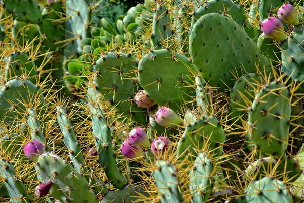 Krásný Původní Pichlavý Hruškovitý Kaktus Rostoucí Přírodním Prostředí — Stock fotografie