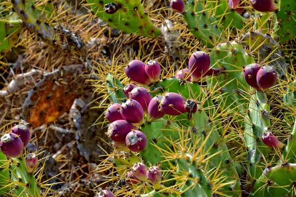 Gyönyörű Eredeti Tüskés Szúrós Körtés Kaktuszok Természetes Élőhelyen — Stock Fotó