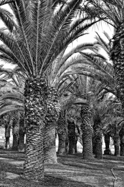 Hermosa Palmera Exótica Original Creciendo Isla Española Fuerteventura —  Fotos de Stock