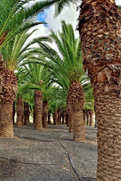 Gyönyörű Egzotikus Eredeti Pálmafák Nőnek Spanyol Szigeten Fuerteventura — Stock Fotó