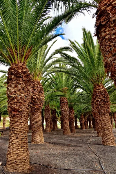 beautiful exotic original palm forest growing on the Spanish island of Fuerteventura