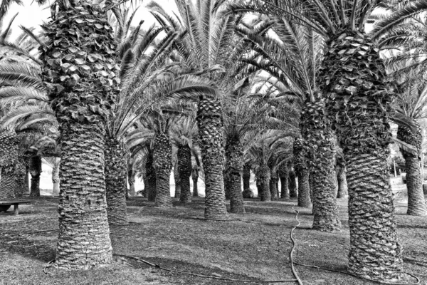 Hermosa Palmera Exótica Original Creciendo Isla Española Fuerteventura —  Fotos de Stock