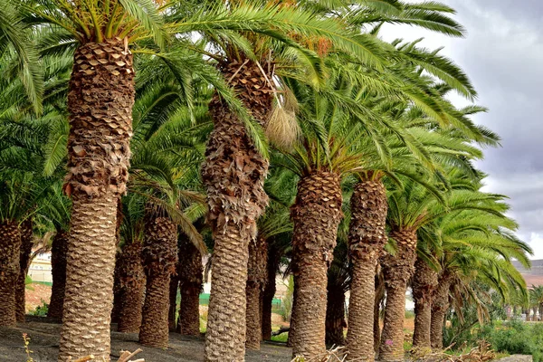 生长在西班牙富尔特文图拉岛上的美丽的奇异原始棕榈林 — 图库照片