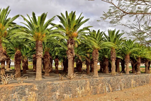 Piękny Egzotyczny Oryginalny Las Palmowy Rosnący Hiszpańskiej Wyspie Fuerteventura — Zdjęcie stockowe