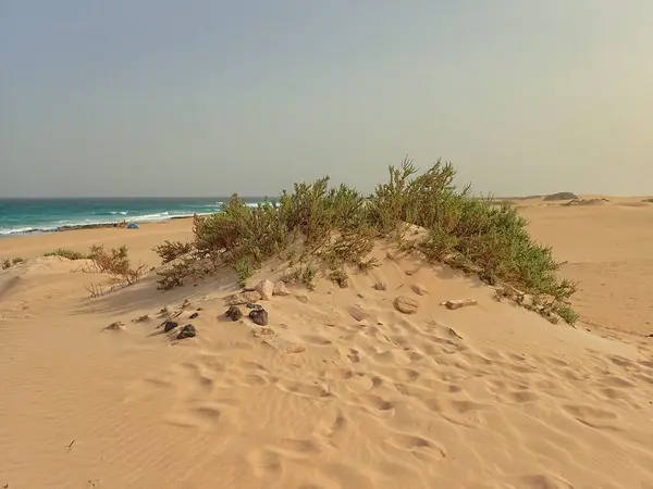 Krásná Krajina Španělského Kanárského Ostrova Fuerteventura Dunami Oceánem — Stock fotografie