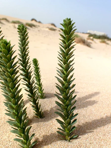 砂丘の砂の上に近いカナリア島フエルテベントゥラ島で育つ美しいオリジナルの緑の植物 — ストック写真