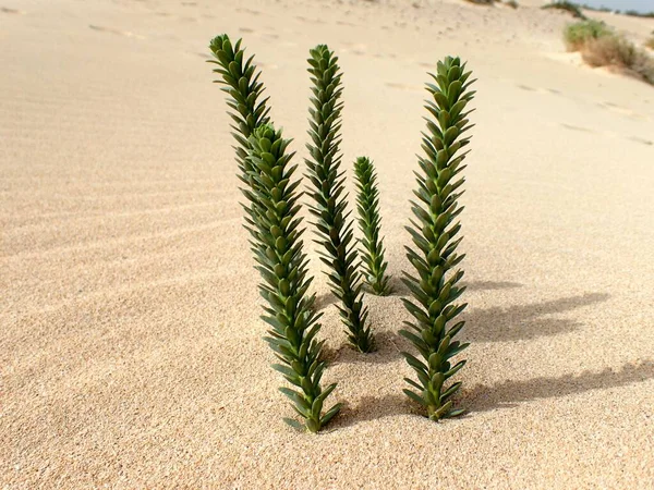 Mooie Originele Groene Plant Het Canarische Eiland Fuerteventura Close Het — Stockfoto