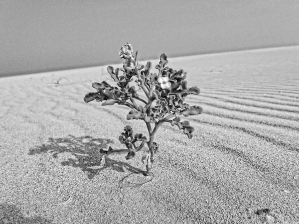 Una Pequeña Hermosa Planta Con Flores Que Crece Las Dunas —  Fotos de Stock