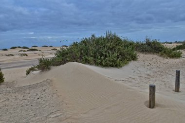 İspanyol Kanarya Adası Fuerteventura 'nın kumulları ve okyanusları olan güzel manzarası.