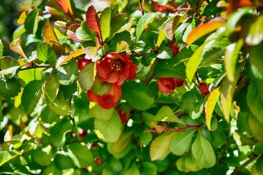 Güzel turuncu ayva çiçeği yeşil yaprakların arasında ilkbahar için doğal yaşam alanında