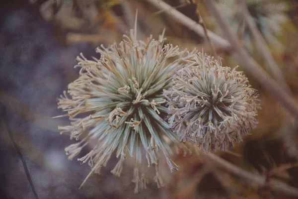 Hermosa Planta Original Interesante Sobre Fondo Beige Prado Día Verano — Foto de Stock