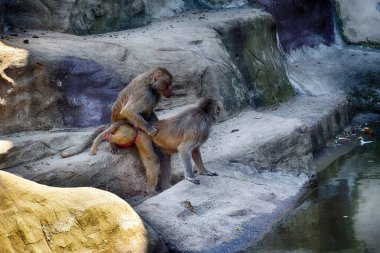 Sıcak bir yaz gününde hayvanat bahçesindeki güzel maymun hayvanlar.