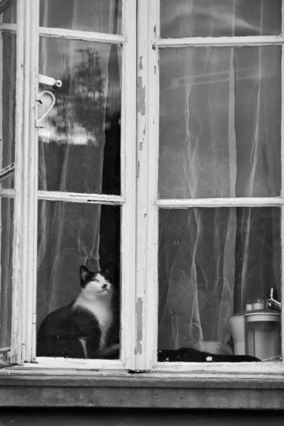 Piękny Biały Czarny Kot Siedzi Oknie Starego Domu Otwartym Oknem — Zdjęcie stockowe