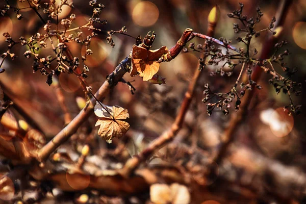 午後の太陽の暖かい光の中の秋の庭の美しい茶色の古い花 — ストック写真
