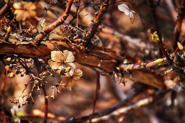 Gyönyörű Barna Öreg Virágok Őszi Kert Meleg Fényében Délutáni Nap — Stock Fotó