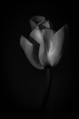 Koyu arkaplanda yeşil yaprakları olan güzel beyaz bahar lale çiçeği