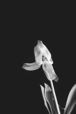 Koyu arkaplanda yeşil yaprakları olan güzel beyaz bahar lale çiçeği