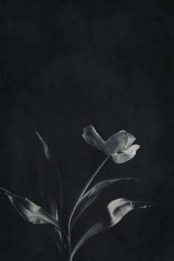 Koyu arkaplanda yeşil yaprakları olan güzel beyaz bahar lale çiçeği