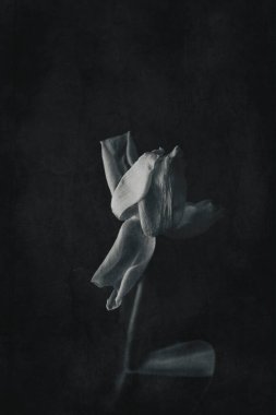 Koyu arkaplanda yeşil yaprakları olan güzel beyaz bahar lale çiçeği