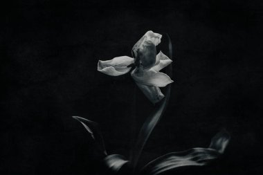 Koyu arkaplanda yeşil yaprakları olan güzel beyaz bahar lale çiçeği