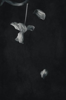 Koyu arkaplanda yeşil yaprakları olan güzel beyaz bahar lale çiçeği