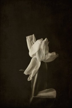 Koyu arkaplanda yeşil yaprakları olan güzel beyaz bahar lale çiçeği