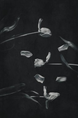 Koyu arkaplanda yeşil yaprakları olan güzel beyaz bahar lale çiçeği