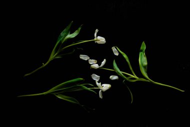 Koyu arkaplanda yeşil yaprakları olan güzel beyaz bahar lale çiçeği