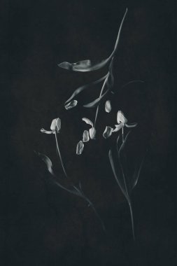 Koyu arkaplanda yeşil yaprakları olan güzel beyaz bahar lale çiçeği