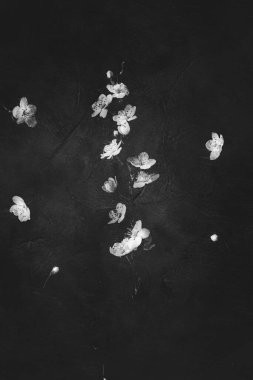 Güzel, narin, küçük bir bahar. Siyah arka planda beyaz bir elma çiçek açıyor.