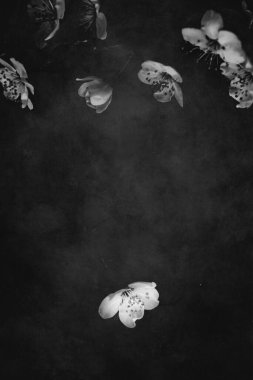 Güzel, narin, küçük bir bahar. Siyah arka planda beyaz bir elma çiçek açıyor.