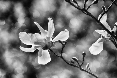 Güneşli bir bahar bahçesindeki ağaç dalında güzel narin manolya çiçekleri.