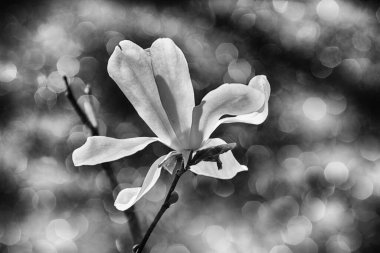 Güneşli bir bahar bahçesindeki ağaç dalında güzel narin manolya çiçekleri.